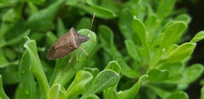 Bug-1436910_1280