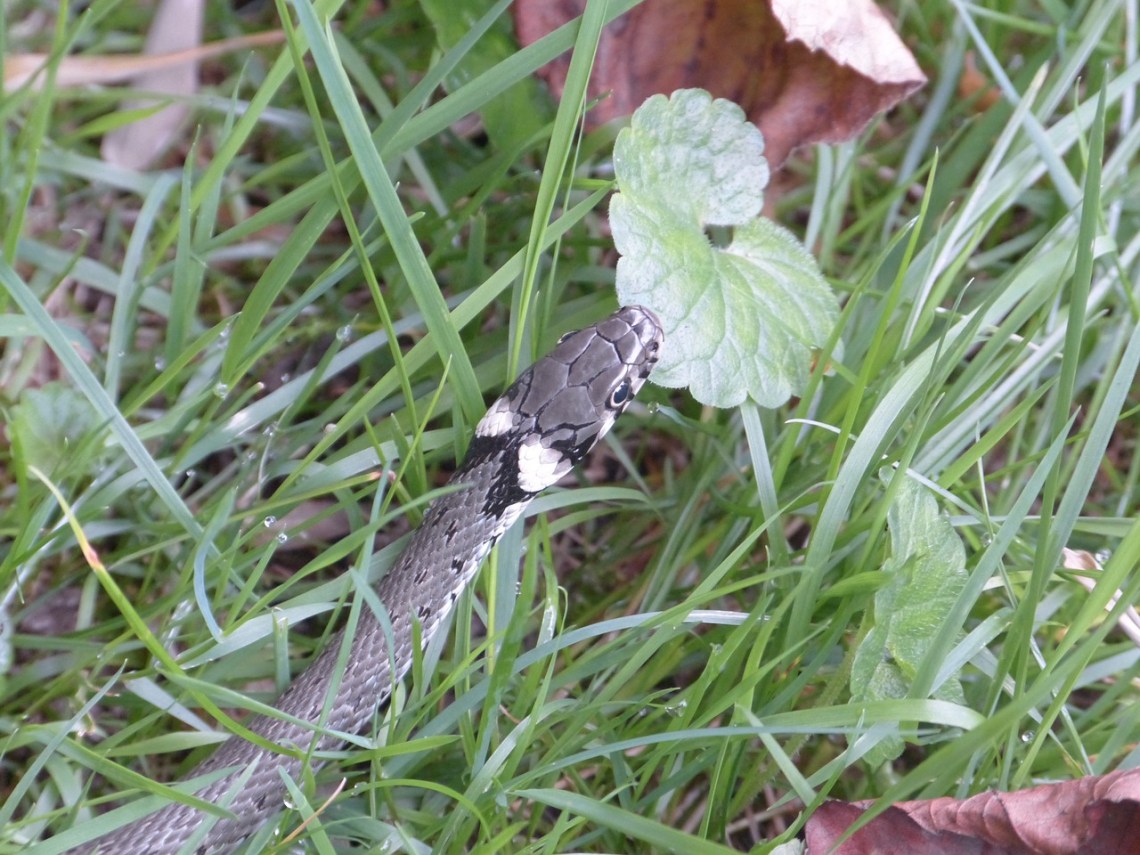 Grass-Snake-634637_1280