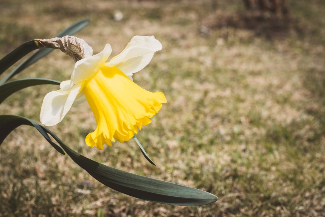Narcissus-4111543_1280