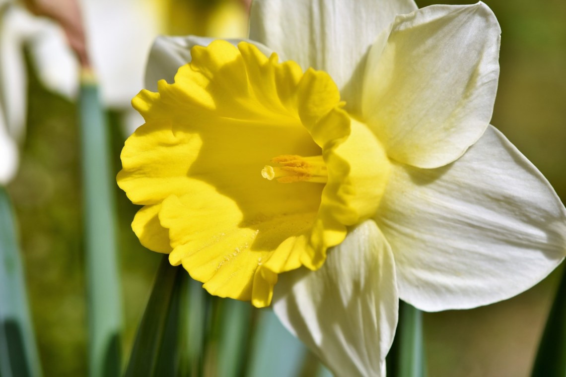 Narcissus-3316490_1280