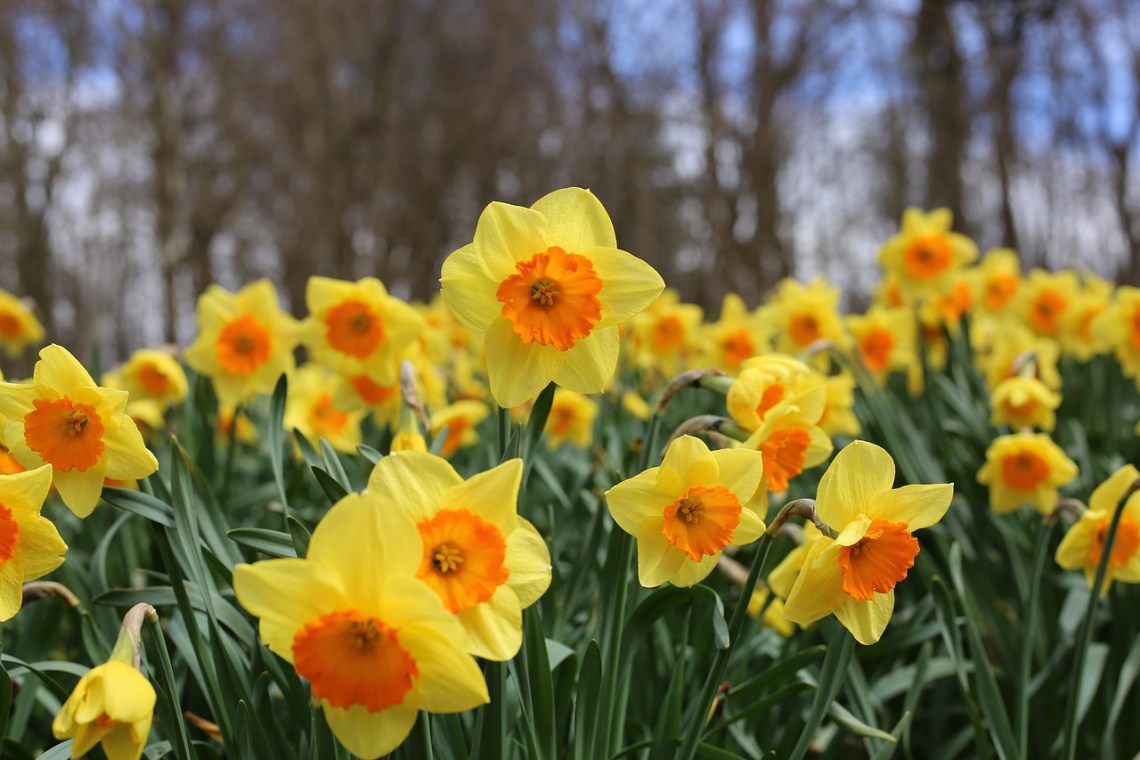 Daffodils-3926251_1280