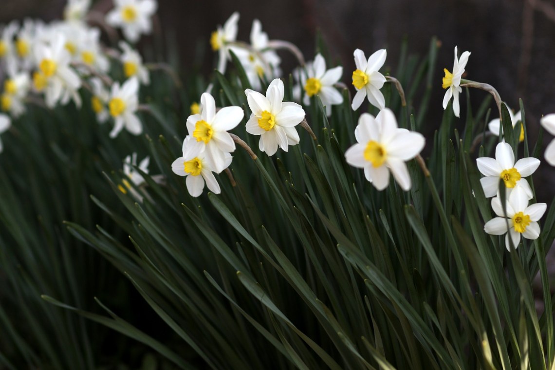 Daffodil-4096367_1280
