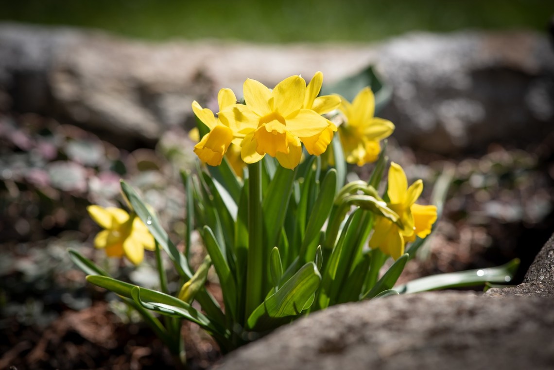 Daffodils-4129350_1280