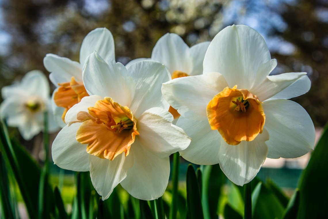 Blossom-1329557_1280
