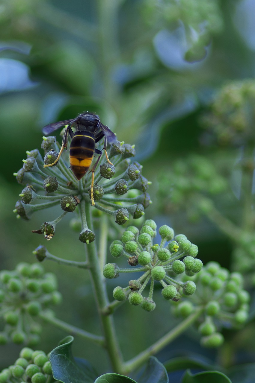 Asian-Hornet-212415_1280