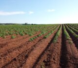 All about Amanandine Potato