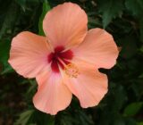 All about hibiscus blog-poison.net