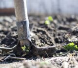 All about the supersteak tomato!