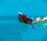 All our tips on the independent swimming pool