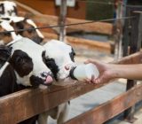 Carmistin | How cattle feeds on the farm