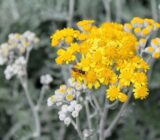 Culture and maintenance