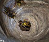 Destruction of a vesps of wasps, how do you do it?