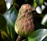 Do you know the «Ficus Elastic» rubber plant?