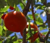 Do you know the mandarinier perfectly?