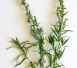 How to cultivate the dragonce in your vegetable garden?