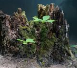 How to devitalize a tension?