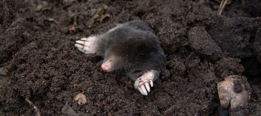 How to get rid of the moles? -Blog-poison.net