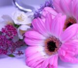 How to make a jasmine cut?