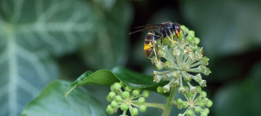 Asian-Hornet-1822314_1280