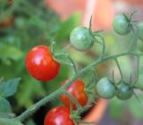 How to treat tomato mold?