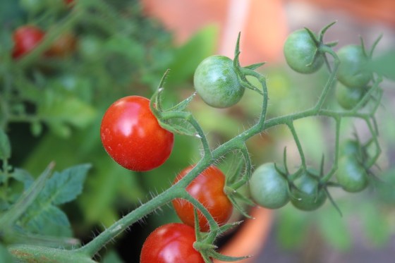 How to treat tomato mold? -Blog-poison.net