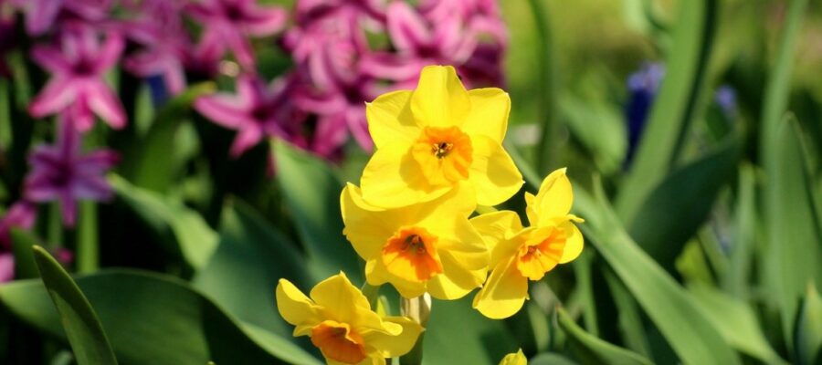 Daffodil-4108101_1280