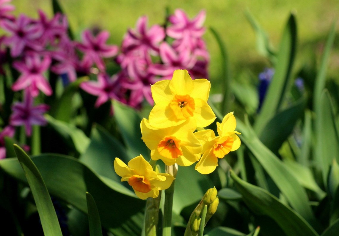 Daffodil-4108101_1280
