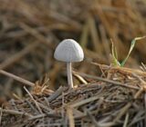 The benefits of horse manure for your vegetable garden?