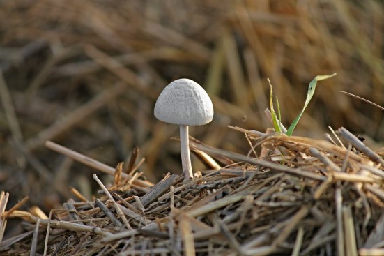 The benefits of horse manure for your vegetable garden? -Blog-poison.net