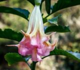 The characteristics of Brugmansia