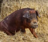 The most popular breeds of pigs among farmers