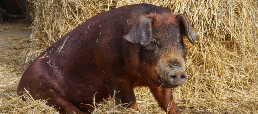The most popular breeds of pigs among farmers