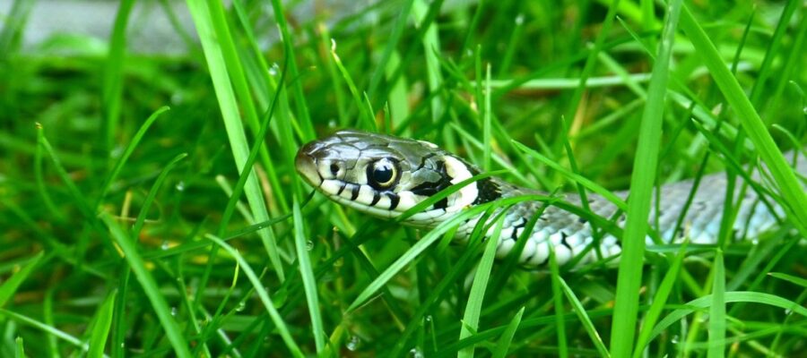 Grass-Snake-634639_1280