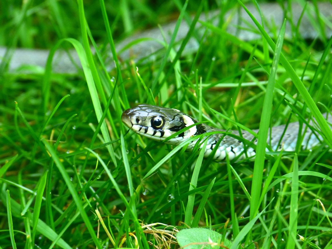 Grass-Snake-634639_1280