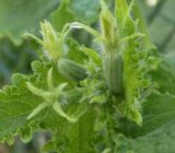 What are the parasites and diseases of cucumbers?