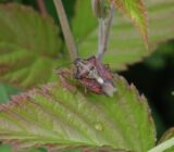 What do they eat bedbugs?