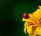 What eats a ladybug?