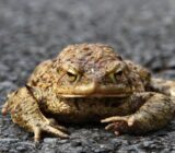 What eats a toad?