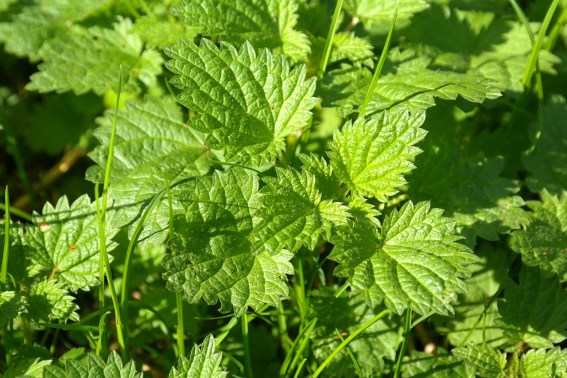What is the manure of nettle manufacturers for? -Blog-poison.net