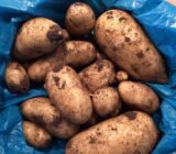 When to plant new potatoes?