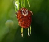 Where do the mites come from?