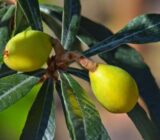 Zoom on the Japanese Neplier